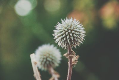 Close-up of thistle