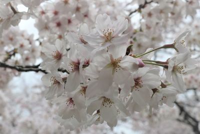 Close-up of white cherry blossom