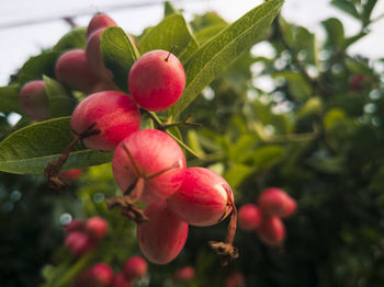 Close-up of red berries growing on tree