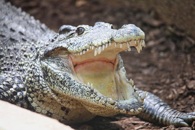 Close-up of a turtle