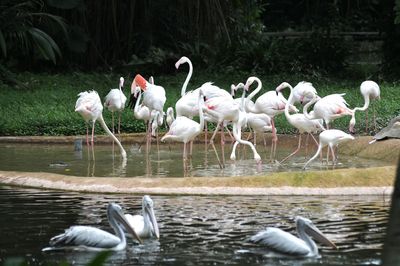 Swans on lake