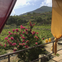 Close-up of flowering plants by railing against sky