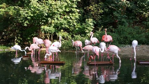 Flamingoes at lake in forest