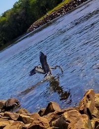 Bird on shore against sky