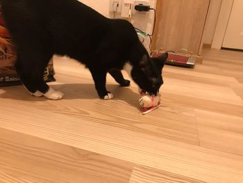 Black dog lying down on floor at home