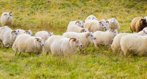 Sheep grazing on field