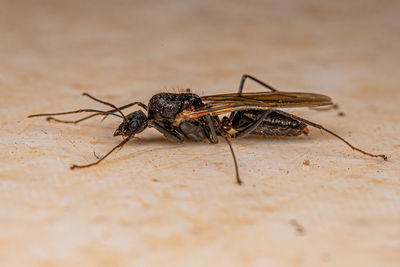 Close-up of insect