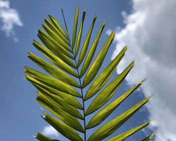 Low angle view of palm tree against sky