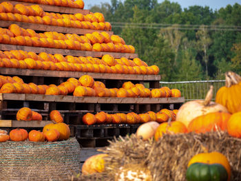 Stack of pumpkins on farm