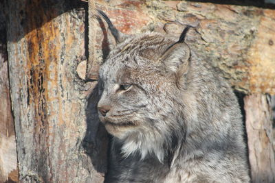 Close-up of lynx