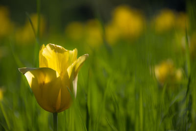 Close-up of yellow flowering plant in field
