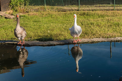 Gooses birds