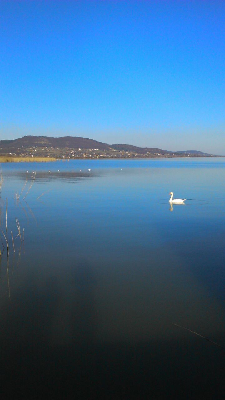 water, clear sky, copy space, blue, tranquil scene, waterfront, tranquility, sea, scenics, beauty in nature, lake, nature, reflection, idyllic, calm, bird, nautical vessel, outdoors, transportation, rippled