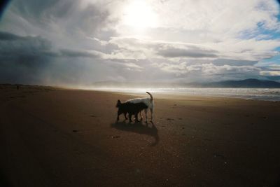 Horse standing on sand by sea against sky
