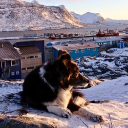 Dog on snow covered mountains