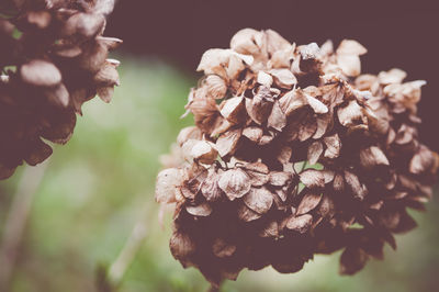 Close-up of flowers against blurred background