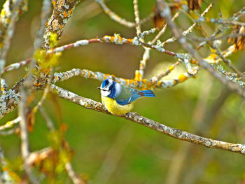 Bluetit perching on branch