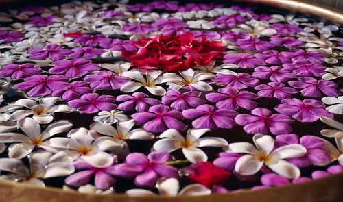 Close-up of flowers blooming outdoors