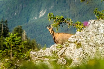 View of an animal on rock