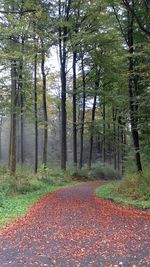 Autumn trees in park