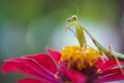 Close-up of insect on flower