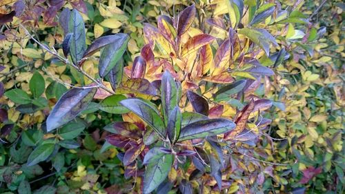 Leaves on plant