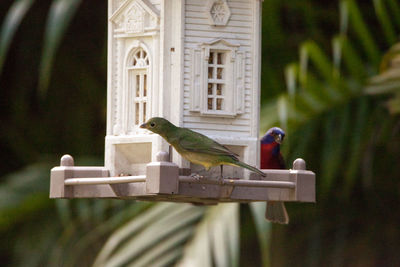 Couple male and female painted bunting passerina ciris bird pair on bird feeder in naples, florida.