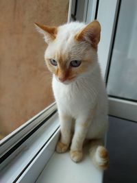 White kitten on the windowsill. background