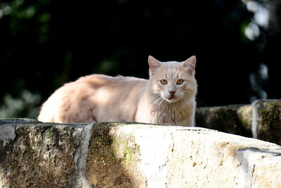 Portrait of a cat