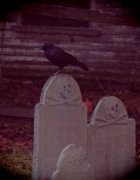 Close-up of bird perching outdoors