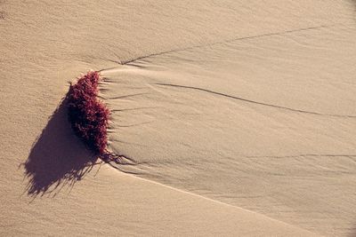 High angle view of dry leaf on sand