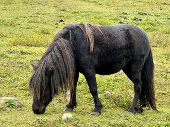 Horse grazing on field