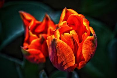 Close-up of red tulip