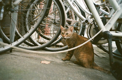 View of a cat with bicycle