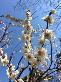 Low angle view of white flowers blooming on tree