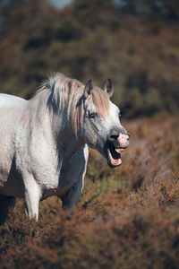 Side view of a horse on field