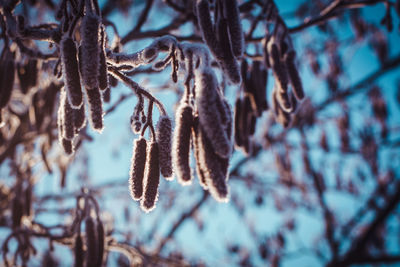 Close-up of frozen plant during winter