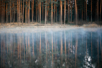 Pine trees in forest