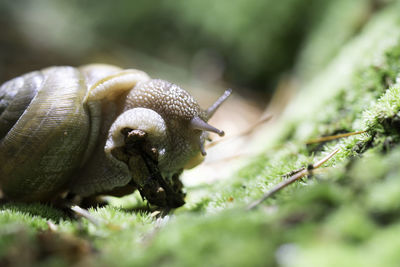 Close-up of snail on plant