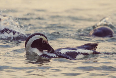 Close-up of duck swimming in water