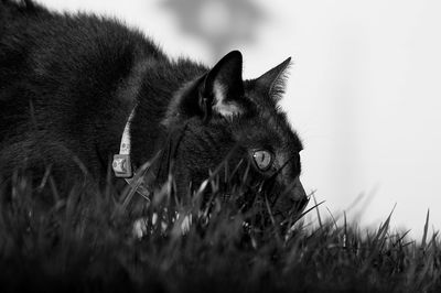 Cat relaxing on a field