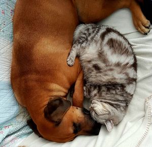 Close-up of dog sleeping at home