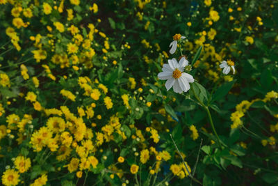 Close-up of white flowering plant on field