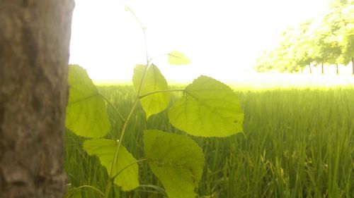 Close-up of plants growing on field