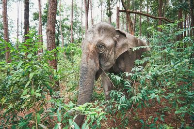 Close-up elephant in forest