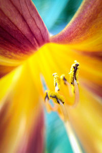 Macro shot of yellow flower pollen