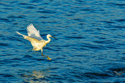 Swan swimming in lake