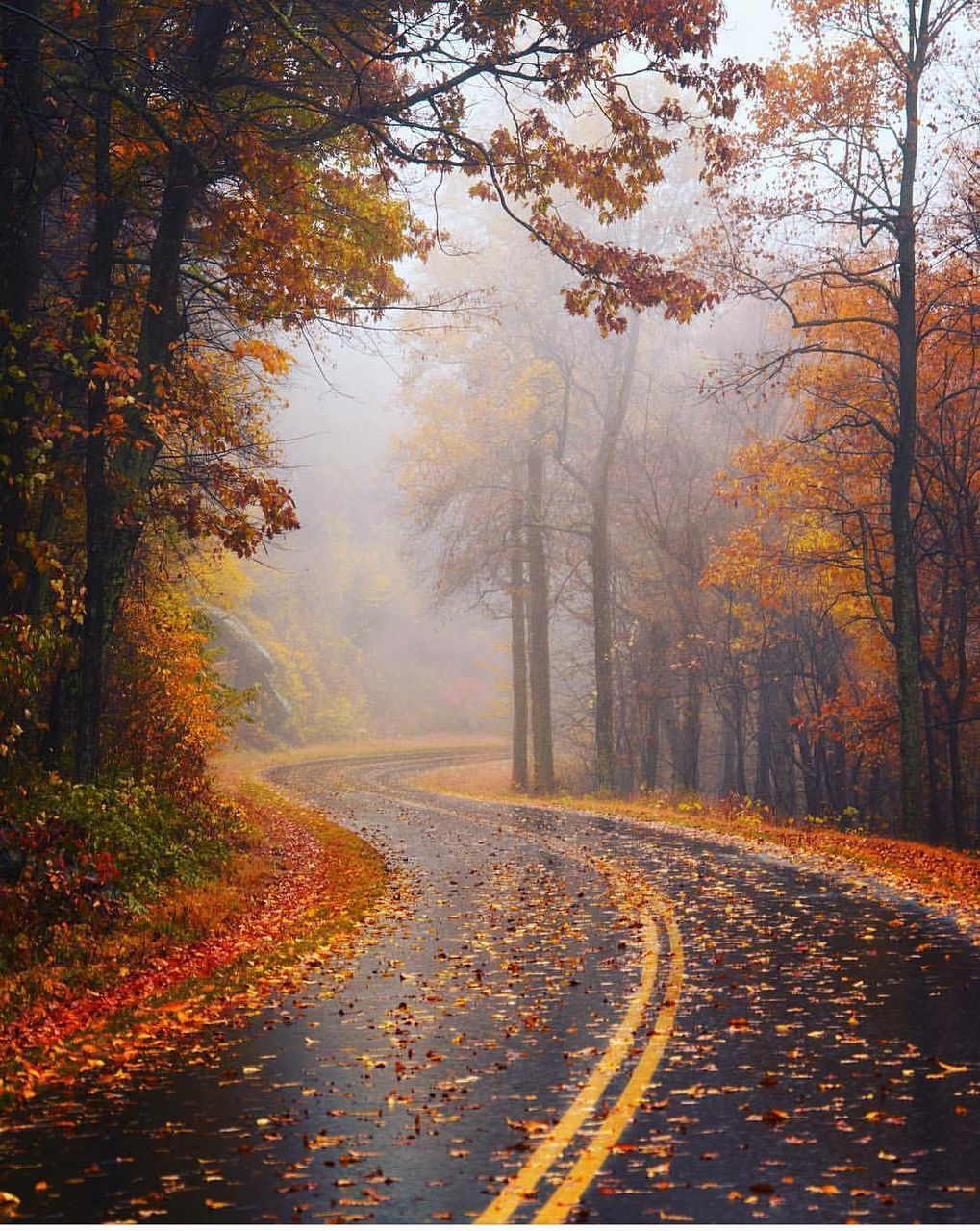 tree, autumn, change, season, tranquility, scenics, nature, tranquil scene, beauty in nature, branch, the way forward, growth, day, surface level, outdoors, park, empty road, footpath, narrow, treelined, long, countryside, non-urban scene, no people, diminishing perspective