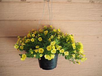 High angle view of potted plant on table