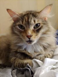 Close-up portrait of cat relaxing at home